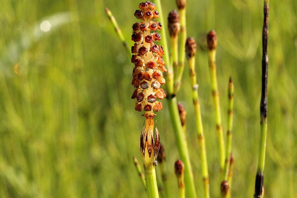 Equisetum palustre?